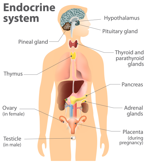 The endocrine system is our chemical messenger system consisting of hormone glands that secrete hormones into the circulatory system to regulate the function of distant target organs and hormone feedback loops in order to maintain homeostasis