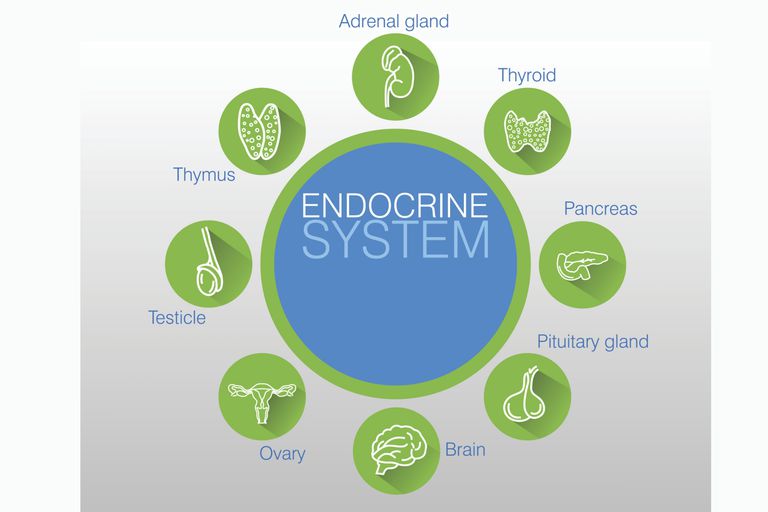 How Does Your Endocrine System Work?